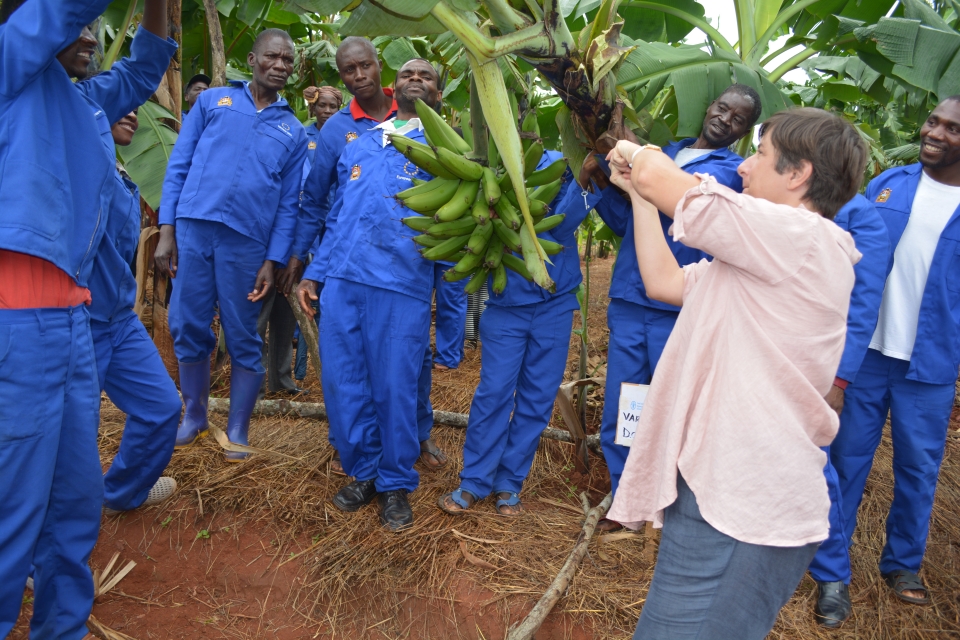 Reviving Malawi’s Banana Industry through Farmer Field Schools